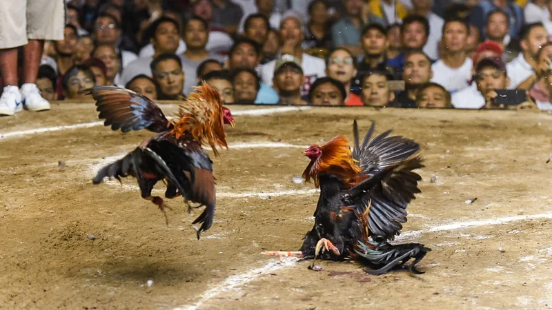 Online Sabong Live Derby Rooster Cockfighting Match